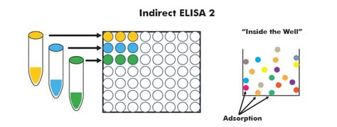 elisa test wells|elisa results wikipedia.